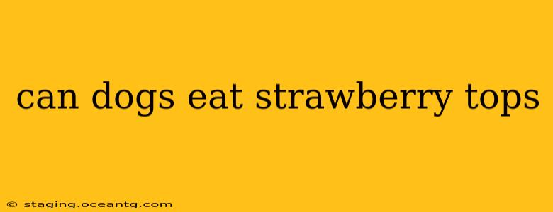 can dogs eat strawberry tops