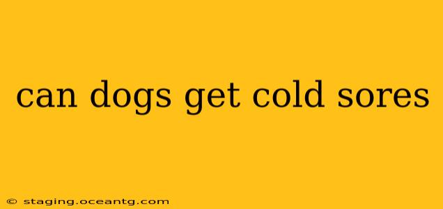 can dogs get cold sores