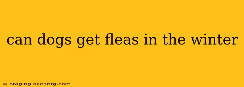 can dogs get fleas in the winter