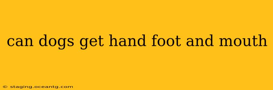 can dogs get hand foot and mouth