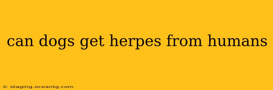 can dogs get herpes from humans