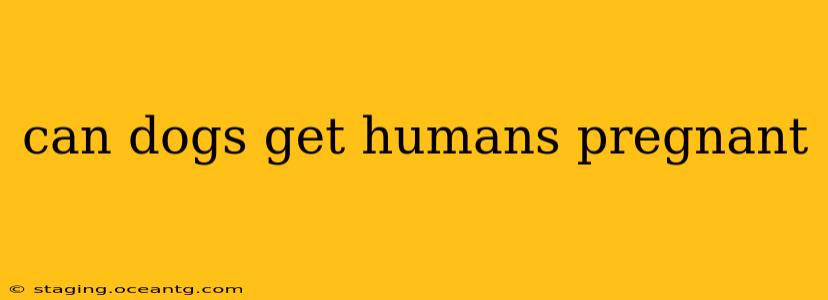can dogs get humans pregnant