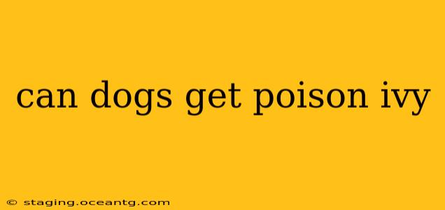can dogs get poison ivy