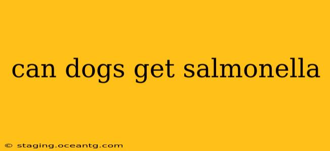 can dogs get salmonella
