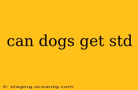 can dogs get std