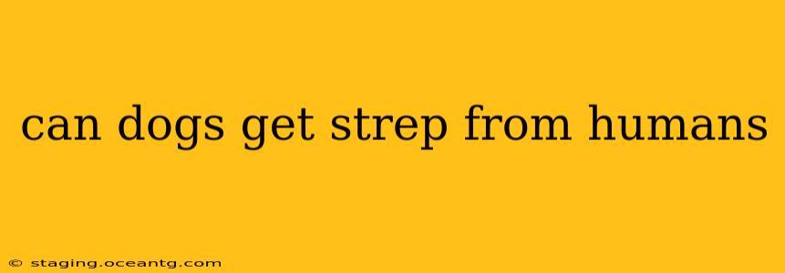 can dogs get strep from humans