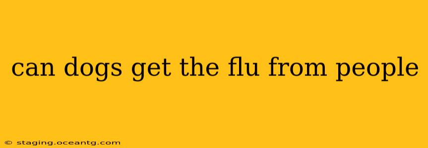 can dogs get the flu from people