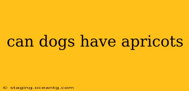 can dogs have apricots