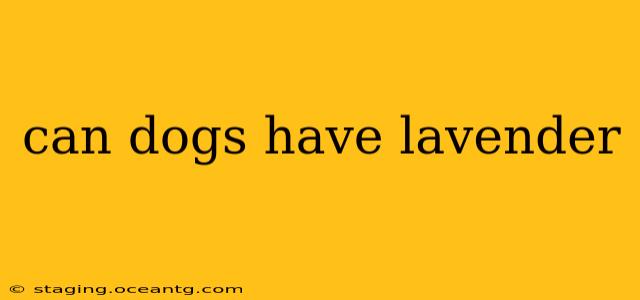can dogs have lavender