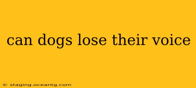 can dogs lose their voice
