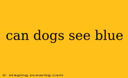 can dogs see blue