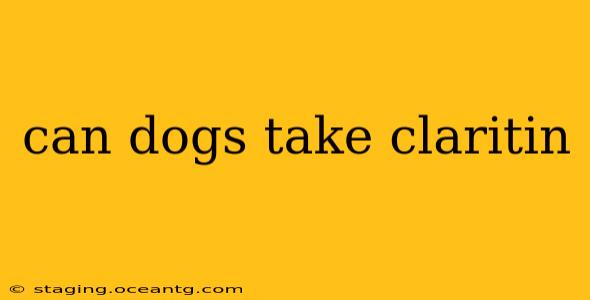 can dogs take claritin