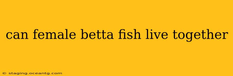 can female betta fish live together