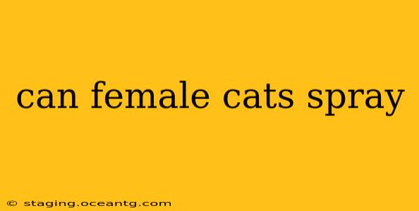can female cats spray