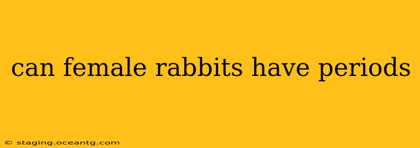 can female rabbits have periods