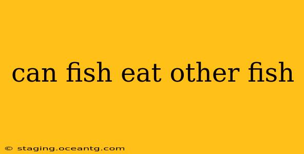 can fish eat other fish