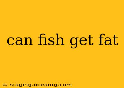 can fish get fat