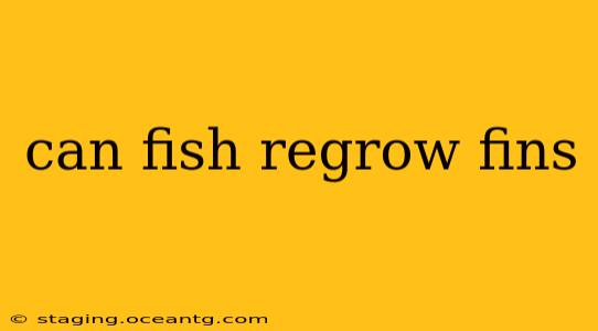 can fish regrow fins