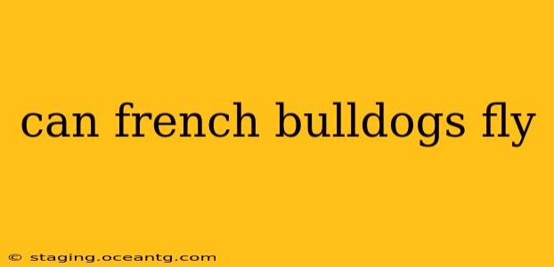 can french bulldogs fly