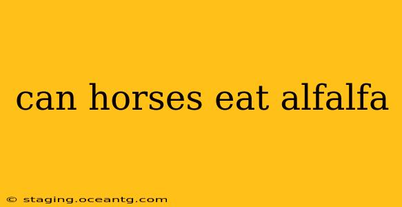 can horses eat alfalfa