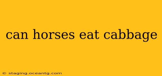 can horses eat cabbage