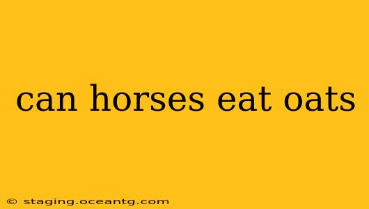 can horses eat oats