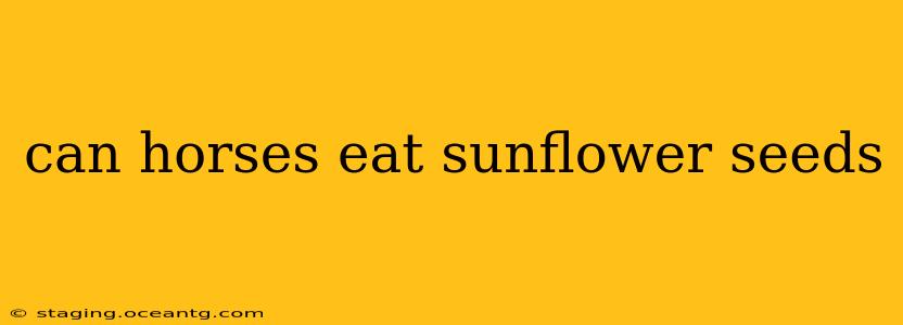 can horses eat sunflower seeds