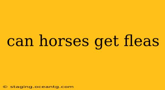 can horses get fleas