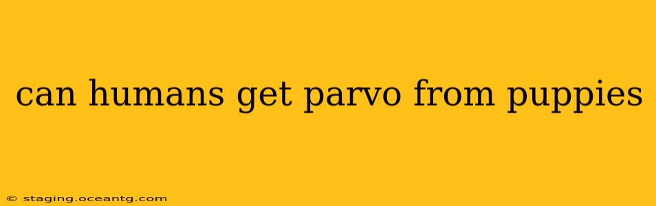 can humans get parvo from puppies