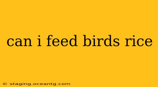 can i feed birds rice