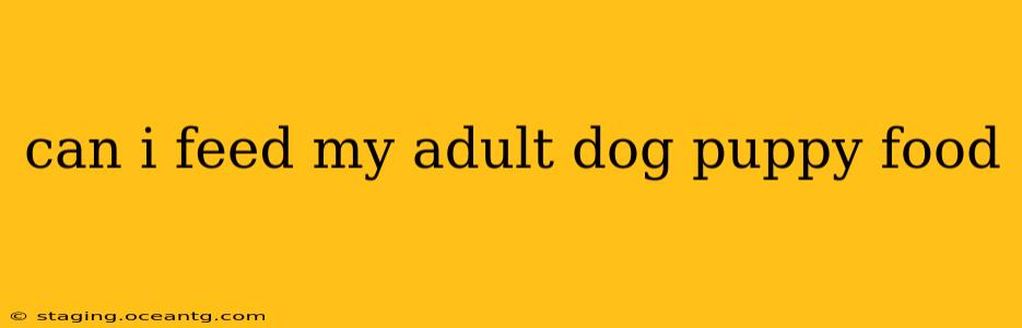 can i feed my adult dog puppy food