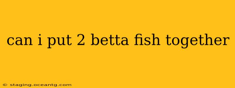 can i put 2 betta fish together