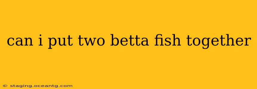 can i put two betta fish together
