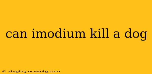 can imodium kill a dog