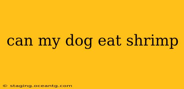 can my dog eat shrimp