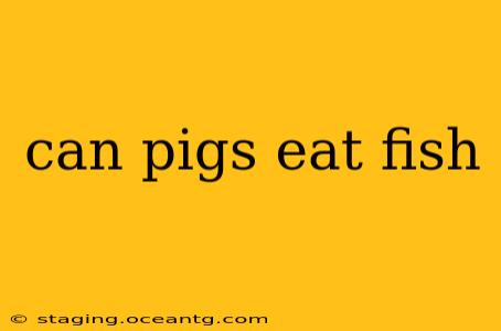 can pigs eat fish