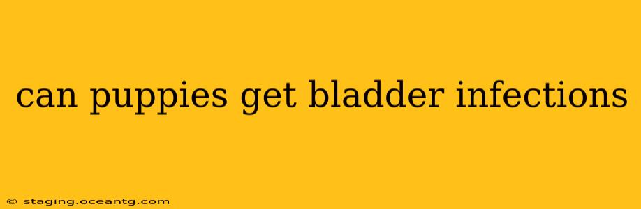 can puppies get bladder infections