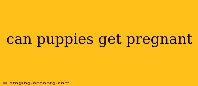 can puppies get pregnant