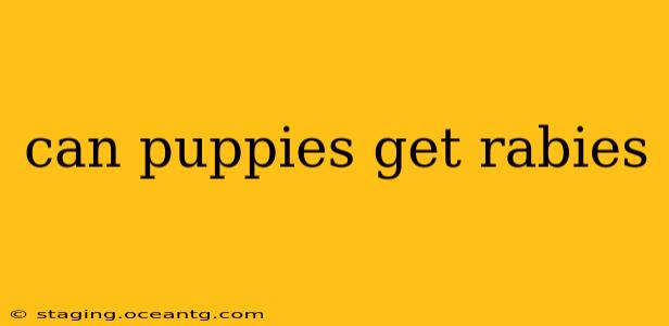 can puppies get rabies