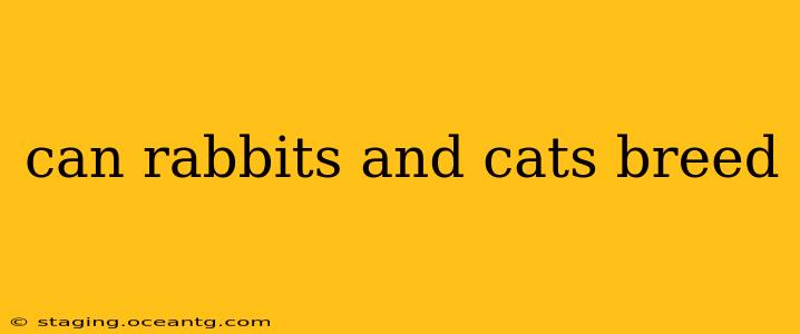 can rabbits and cats breed