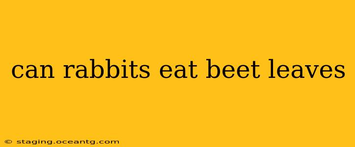 can rabbits eat beet leaves