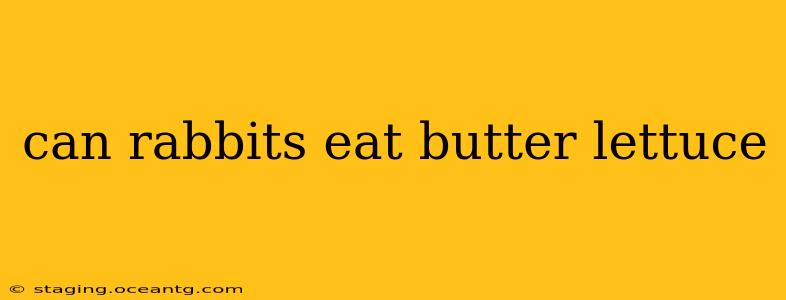 can rabbits eat butter lettuce