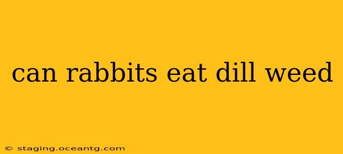 can rabbits eat dill weed