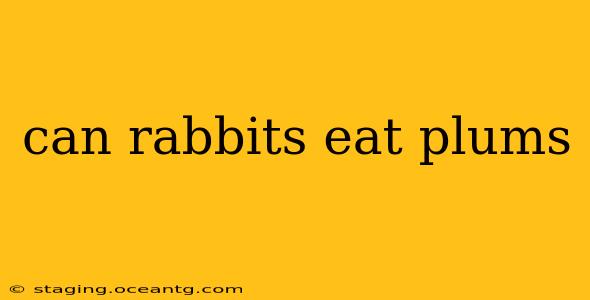 can rabbits eat plums