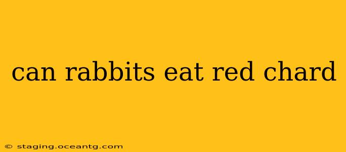 can rabbits eat red chard