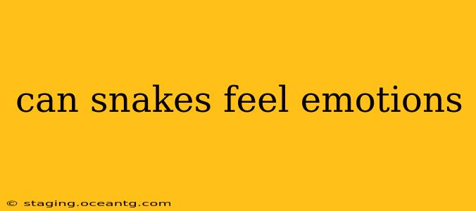 can snakes feel emotions