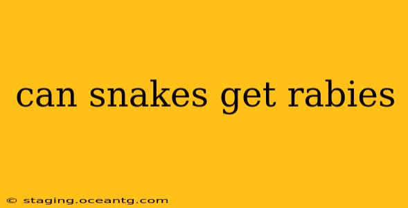 can snakes get rabies