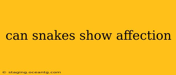 can snakes show affection