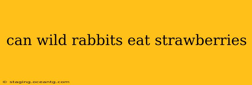 can wild rabbits eat strawberries