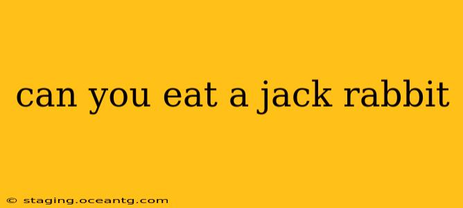 can you eat a jack rabbit